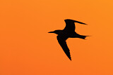 Image. Royal Tern