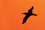 Image. Royal Tern