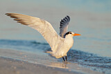 Image. Royal Tern