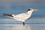 Image. Royal Tern