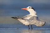 Image. Royal Tern
