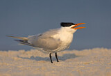 Image. Royal Tern