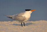 Image. Royal Tern