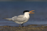Image. Royal Tern