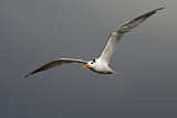 Image. Royal Tern