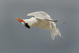 Image. Royal Tern