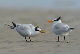 Image. Royal Tern