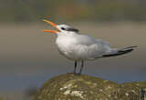 Image. Royal Tern