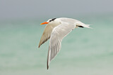 Image. Royal Tern