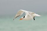 Image. Royal Tern