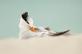 Image. Royal Tern