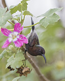 Image. Rußnektarvogel