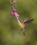Image. Rubinkolibri