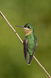 Image. Rubinkolibri