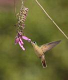 Image. Rubinkolibri