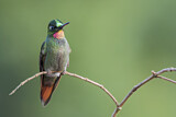 Image. Rubinkolibri