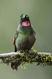 Image. Rubinkolibri