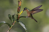 Image. Rubinkolibri