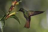 Image. Rubinkolibri