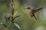 Image. Rubinkolibri