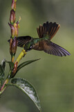 Image. Rubinkolibri