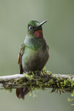 Image. Rubinkolibri
