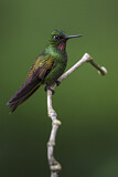 Image. Rubinkolibri