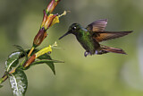 Image. Rubinkolibri