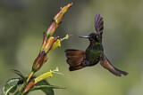 Image. Rubinkolibri