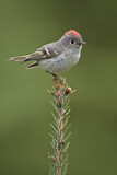 Image. Ruby-crowned Kinglet