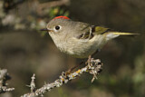 Image. Ruby-crowned Kinglet