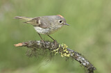 Image. Ruby-crowned Kinglet