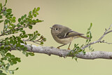 Image. Ruby-crowned Kinglet