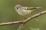 Image. Ruby-crowned Kinglet