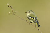 Image. Ruby-crowned Kinglet