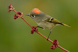 Image. Ruby-crowned Kinglet