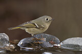 Image. Ruby-crowned Kinglet