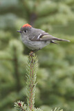 Image. Ruby-crowned Kinglet