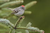 Image. Ruby-crowned Kinglet