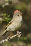 Image. Ruby-crowned Kinglet
