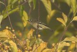 Image. Ruby-crowned Kinglet