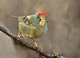 Image. Ruby-crowned Kinglet