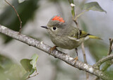 Image. Ruby-crowned Kinglet