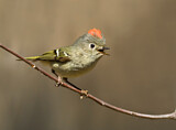 Image. Ruby-crowned Kinglet