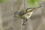 Image. Ruby-crowned Kinglet