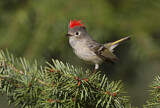 Image. Ruby-crowned Kinglet