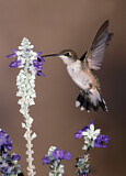 Image. Ruby-throated Hummingbird