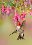 Image. Ruby-throated Hummingbird