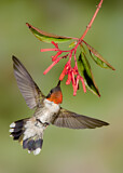 Image. Ruby-throated Hummingbird