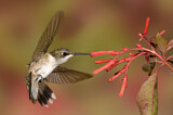 Image. Ruby-throated Hummingbird